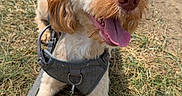 Bailey joined the competition — help win amazing prizes! animal, canine, cute, dog, fur, grass, happy, harness, k9_toy, leash, mammal, nature, outdoor, pet, playful, summer, sunny, tennis_ball, tongue_out, walking_path