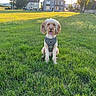 Bailey joined the competition — help win amazing prizes! animal, canine, cute, daytime, dog, field, friendly, grass, greenery, harness, house, leisure, nature, outdoor, park, pet, sitting, sunlight, sunset, tree