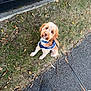Bailey is registered to the contest to win money with this photo: dog, pet, leash, grass, sidewalk, outdoor, cute, animal, canine, fur, brown, white, harness, sitting, looking_up, autumn, leaves, path, nature, companion
