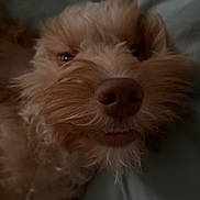 Bailey joined the competition — help win amazing prizes! animal, bed, canine, close_up, cozy, cute, dog, face, fluffy, fur, indoors, laying_down, nose, pet, portrait, relaxed, resting, sleepy, soft_lighting, whiskers