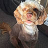 Bailey is registered to the contest to win money with this photo: animal, attention, brown, carpet, companion, cute, dog, ears, friendly, fur, groomed, home, indoor, light, pet, portrait, shadow, sitting, sunlight, tail