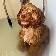 Bailey joined the competition — help win amazing prizes! dog, bathtub, water, wet, pet, canine, bath, fur, nostrils, ears, looking_up, indoor, animal, shower, drain, expression, closeup, muzzle, bathroom, cute