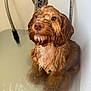 dog, bathtub, water, wet, pet, canine, bath, fur, nostrils, ears, looking_up, indoor, animal, shower, drain, expression, closeup, muzzle, bathroom, cute