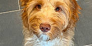 Bailey joined the competition — help win amazing prizes! dog, pet, canine, fluffy, brown_fur, white_fur, looking_up, floor, tile_floor, indoor, cute, adorable, fur, animal, companion, friendly, mammal, curious, portrait, domestic_animal