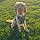 Bailey