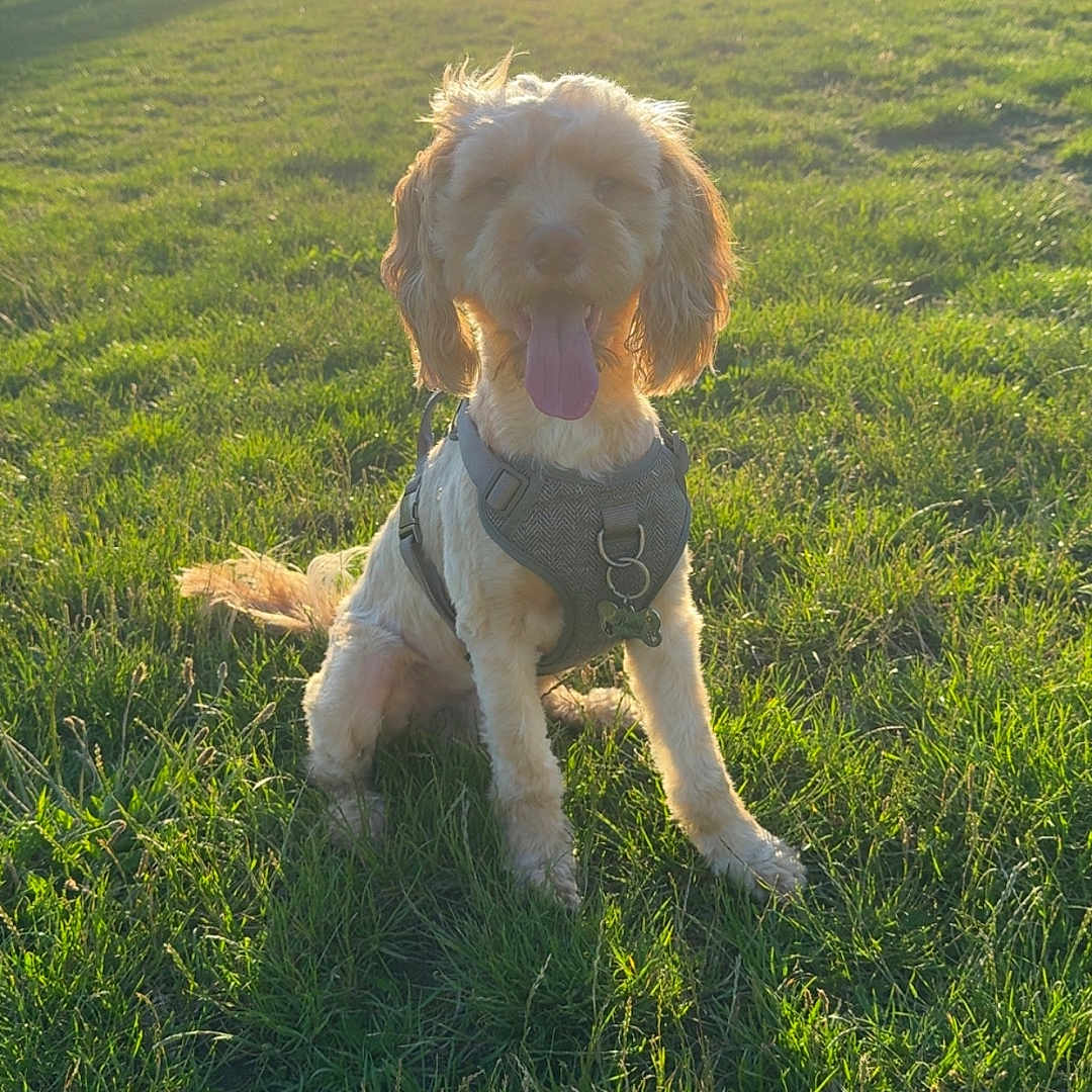 Bailey