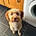 Bailey