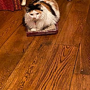 Cindy Lou Hoo is registered to the contest to win money with this photo: animal, calico, cat, collar, cozy, curtain, cute, domestic, flooring, fluffy, furniture, home, indoor, mammal, pet, resting, scratch_pad, tabby, table_leg, wooden_floor