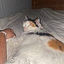 animal, bed, black, blanket, calico, cat, cozy, domestic, fur, furry, hand, indoor, orange, person, pet, quiet, relaxation, resting, sleeping, white