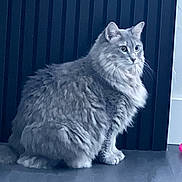Fiona is registered to the contest to win money with this photo: cat, gray_cat, fluffy, pet, indoor, floor, curious, feline, animal, whiskers, ears, sitting, looking, side_view, domestic_cat, long_hair, quiet, calm, household, cute