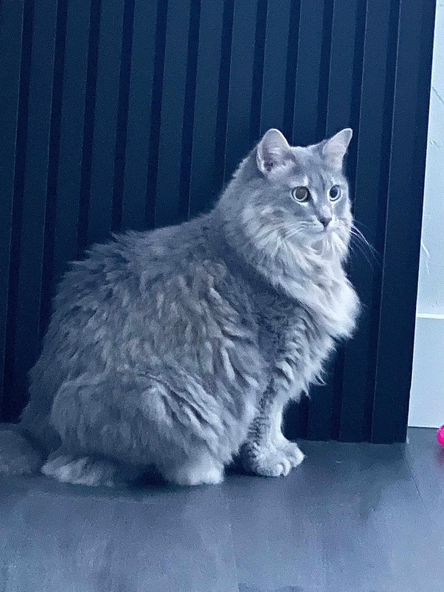 Fiona is registered to the contest to win money with this photo: cat, gray_cat, fluffy, pet, indoor, floor, curious, feline, animal, whiskers, ears, sitting, looking, side_view, domestic_cat, long_hair, quiet, calm, household, cute