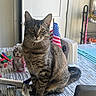 cat, tabby_cat, pet, animal, sitting, portrait, whiskers, ears, striped_fur, brown_fur, green_eyes, indoor, desk, table, american_flag, craft_supplies, papers, stationery, dog_picture, home