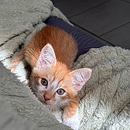 Sakuraï participe au concours pour gagner de l'argent avec cette photo : kitten, cat, orange_cat, white_cat, pet, animal, cute, fluffy, blanket, indoor, soft_texture, fur, young, small, cozy, resting, looking, whiskers, ears, eyes