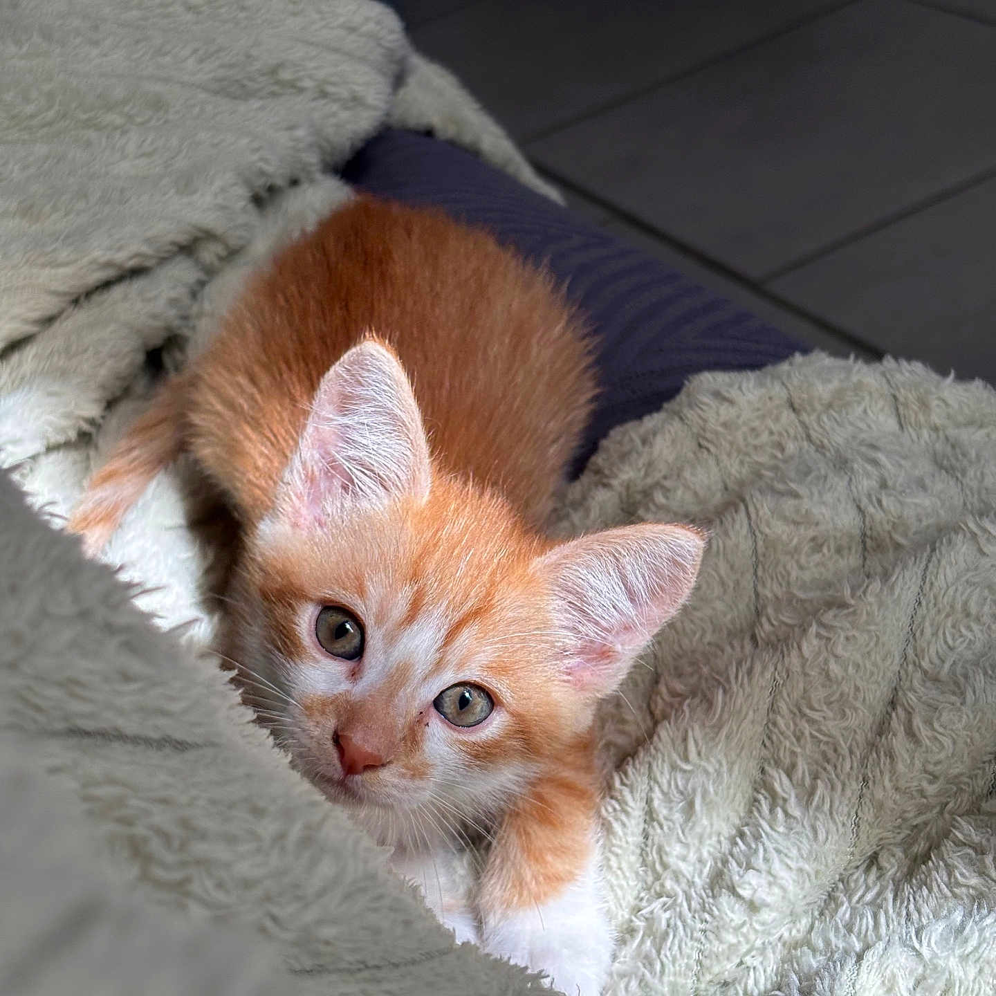 Sakuraï participe au concours pour gagner de l'argent avec cette photo : animal, blanket, cat, cozy, cute, ears, eyes, fluffy, fur, indoor, kitten, looking, orange_cat, pet, resting, small, soft_texture, whiskers, white_cat, young