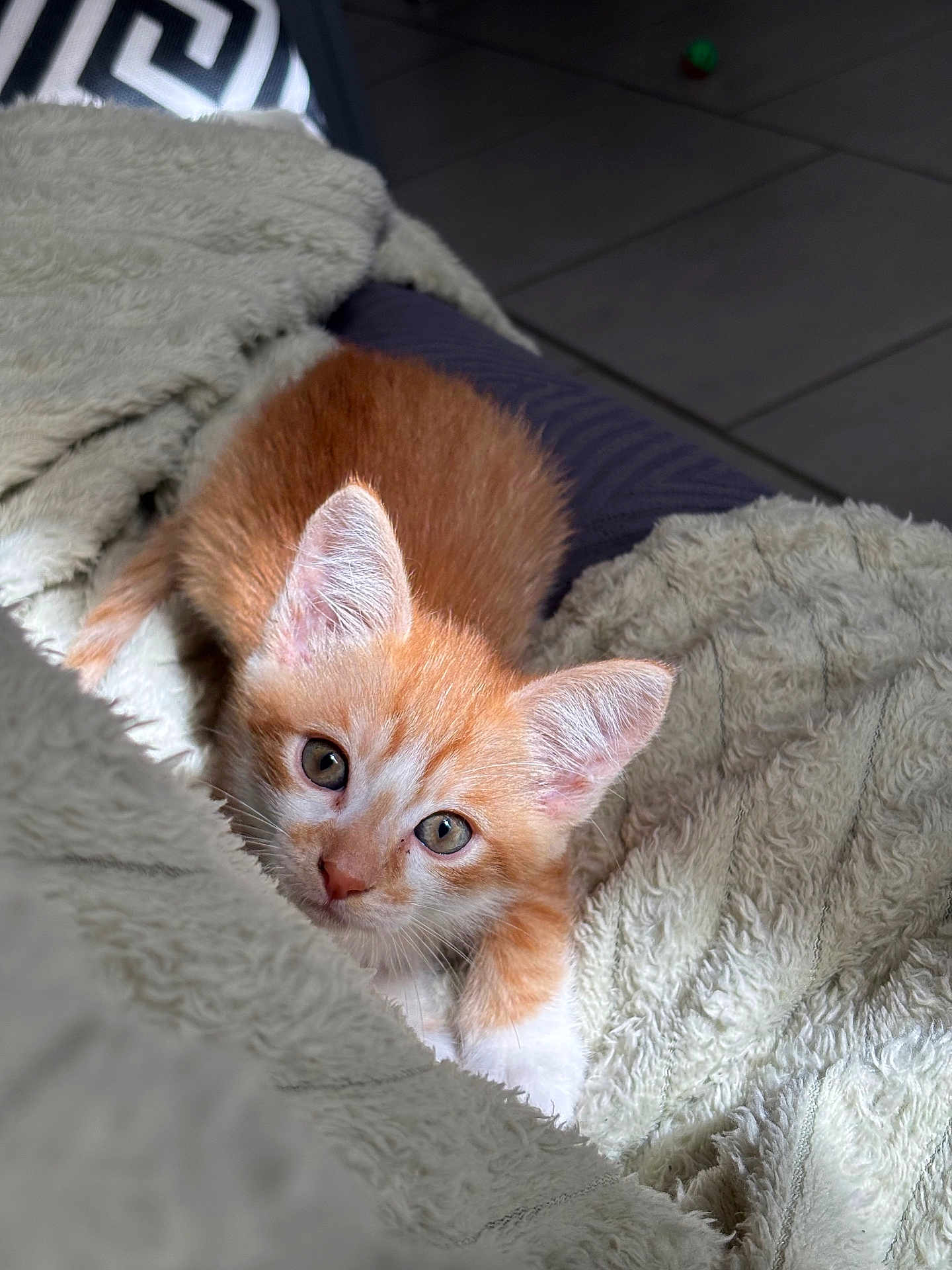 Sakuraï participe au concours pour gagner de l'argent avec cette photo : kitten, cat, orange_cat, white_cat, pet, animal, cute, fluffy, blanket, indoor, soft_texture, fur, young, small, cozy, resting, looking, whiskers, ears, eyes