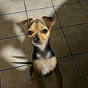 Bobby joined the competition — help win amazing prizes! alert, animal, black, brown, canine, companion, curious, cute, dog, ears, floor_tile, fur, indoor, light, looking_up, pet, shadow, small_dog, standing, tile_floor