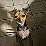 alert, animal, black, brown, canine, companion, curious, cute, dog, ears, floor_tile, fur, indoor, light, looking_up, pet, shadow, small_dog, standing, tile_floor