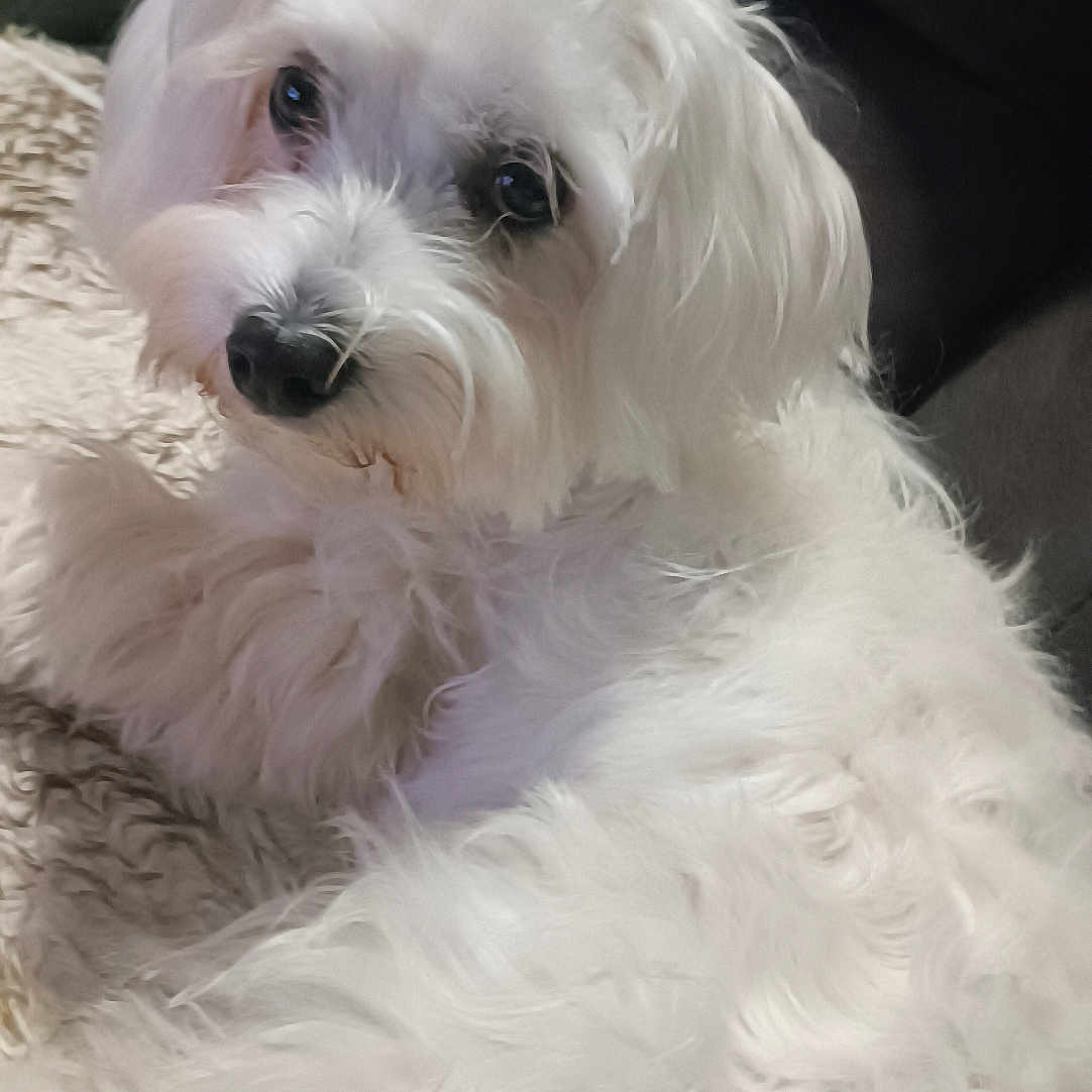 Arthus a rejoint le concours — aidez-le/la à gagner de superbes lots ! dog, white_dog, fluffy, long_hair, pet, animal, portrait, close_up, lying_down, relaxed, cute, adorable, dark_eyes, black_nose, fur, couch, blanket, indoor, companion_animal, soft_lighting