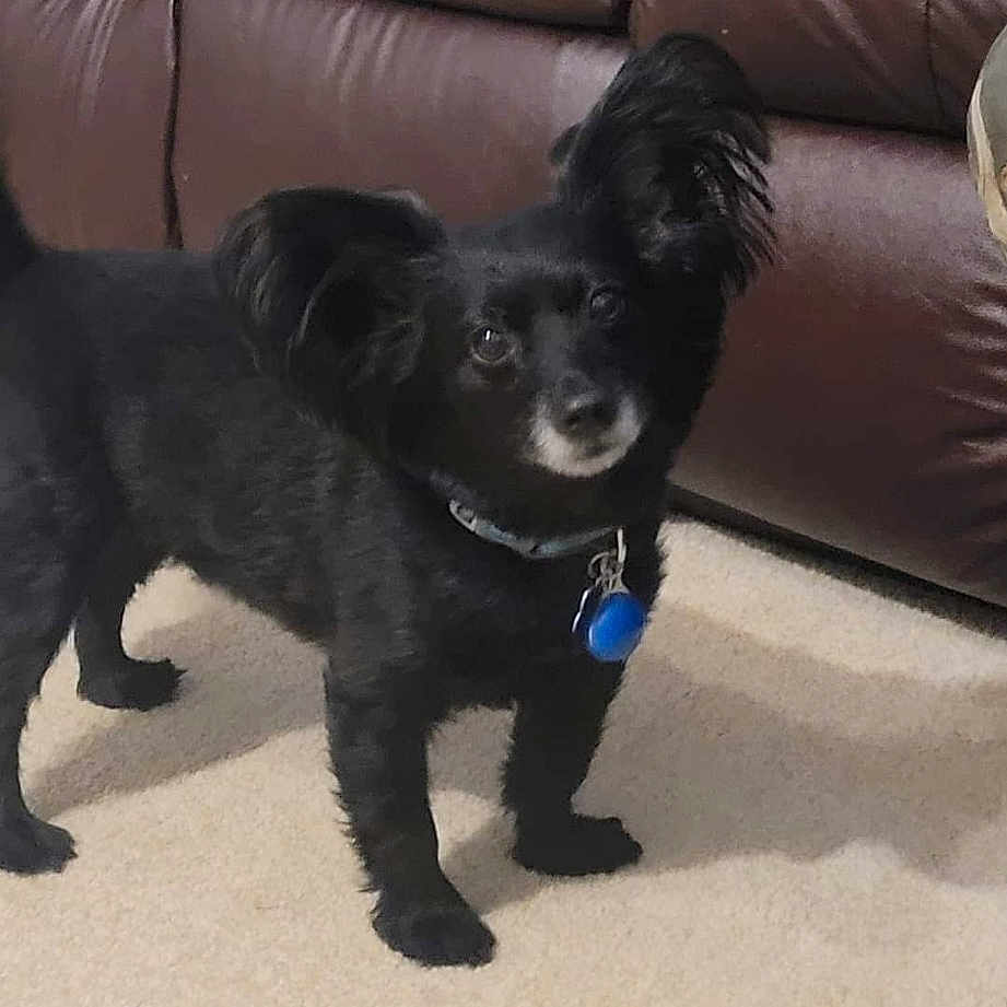 Max joined the competition — help win amazing prizes! carnivore, collar, comfort, companion_dog, couch, dog, dog_breed, dog_collar, electric_blue, fawn, felidae, fur, liver, pet_supply, snout, sporting_group, tail, toy_dog, whiskers, working_animal