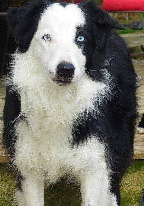 Floyd participe au concours pour gagner de l'argent avec cette photo : australian_collie, border_collie, bucovina_shepherd_dog, canidae, carnivore, companion_dog, dog, dog_breed, english_shepherd, herding_dog, mammal, rare_breed_dog, vertebrate, welsh_sheepdog, working_dog