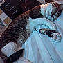 Lyra is registered to the contest to win money with this photo: cat, tabby, sleeping, bed, indoor, cozy, feline, paw, fur, resting, domestic_animal, whiskers, relaxed, cute, pet, animal, soft, comfort, mammal, household