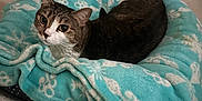 Lyra is registered to the contest to win money with this photo: cat, tabby, blanket, snowflake_pattern, cozy, indoor, pet, feline, fur, resting, curious, comfort, soft_texture, bed, warm, relaxed, animal, cute, domestic, snug