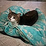 cat, tabby, blanket, snowflake_pattern, cozy, indoor, pet, feline, fur, resting, curious, comfort, soft_texture, bed, warm, relaxed, animal, cute, domestic, snug