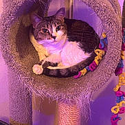 Lyra joined the competition — help win amazing prizes! cat, tabby, white_fur, cat_tree, cat_tunnel, purple_lighting, fuzzy_texture, pipe_cleaners, indoor, pet, relaxed, animal, cute, cozy, whiskers, claws, tail, ears, fur, playful