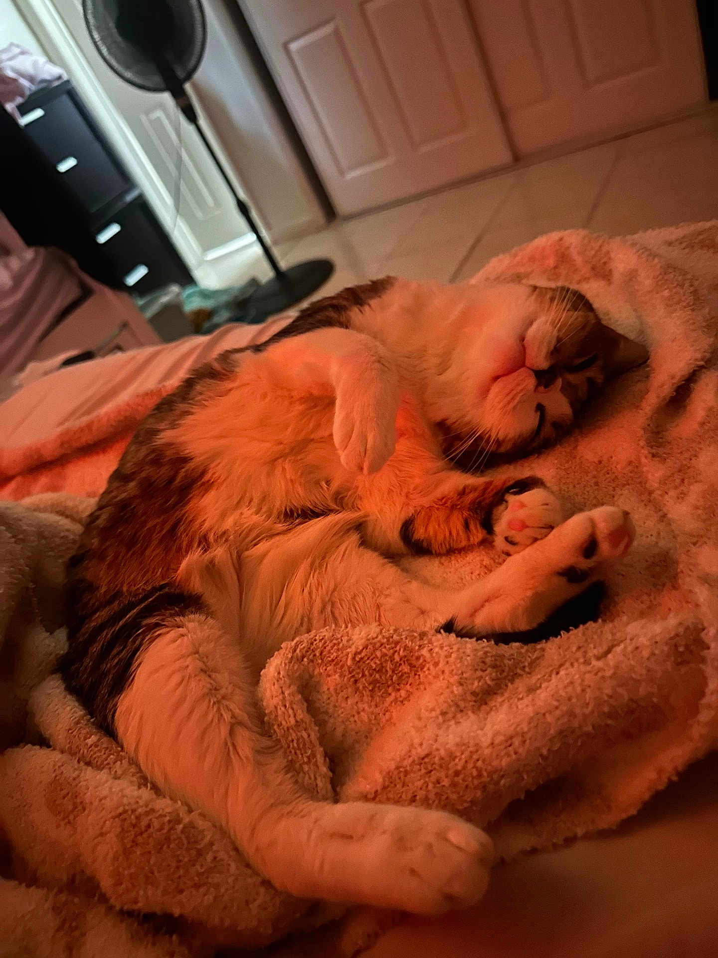 Lyra joined the competition — help win amazing prizes! cat, sleeping, blanket, cozy, indoor, fur, paw, relaxed, pet, comfort, warm_light, resting, cute, feline, soft_texture, whiskers, home, animal, tabby, napping