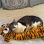Lyra is registered to the contest to win money with this photo: cat, tabby_cat, plush_toy, tiger_toy, knitted_blanket, couch, pillow, patterned_pillow, indoor, relaxed, resting, feline, pet, cozy, soft_texture, striped_toy, cute, animal, home, comfort
