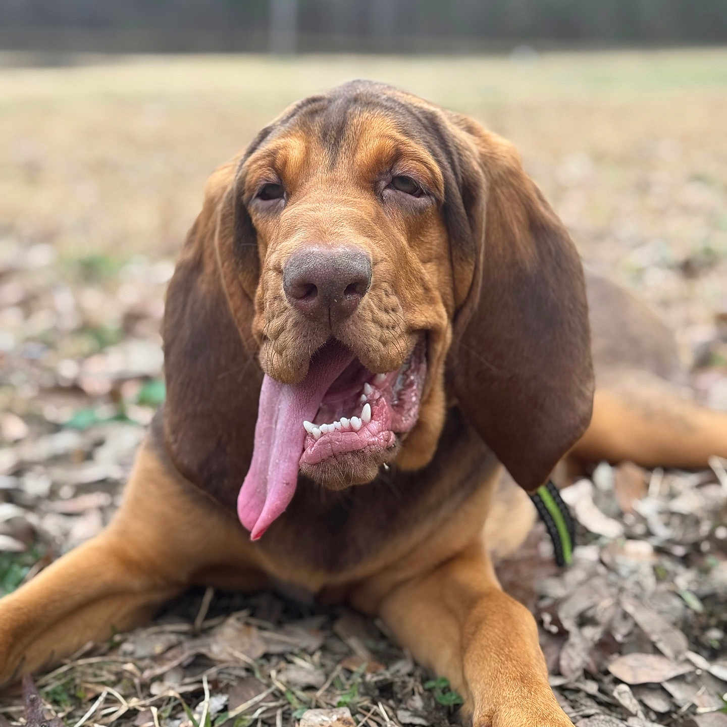 Daisy joined the competition — help win amazing prizes! animal, beagle, bodypart, bulldog, canine, dog, face, grass, head, hound, labradorretriever, mouth, person, pet, pitbull, plant, pointer, puppy, snout, tongue