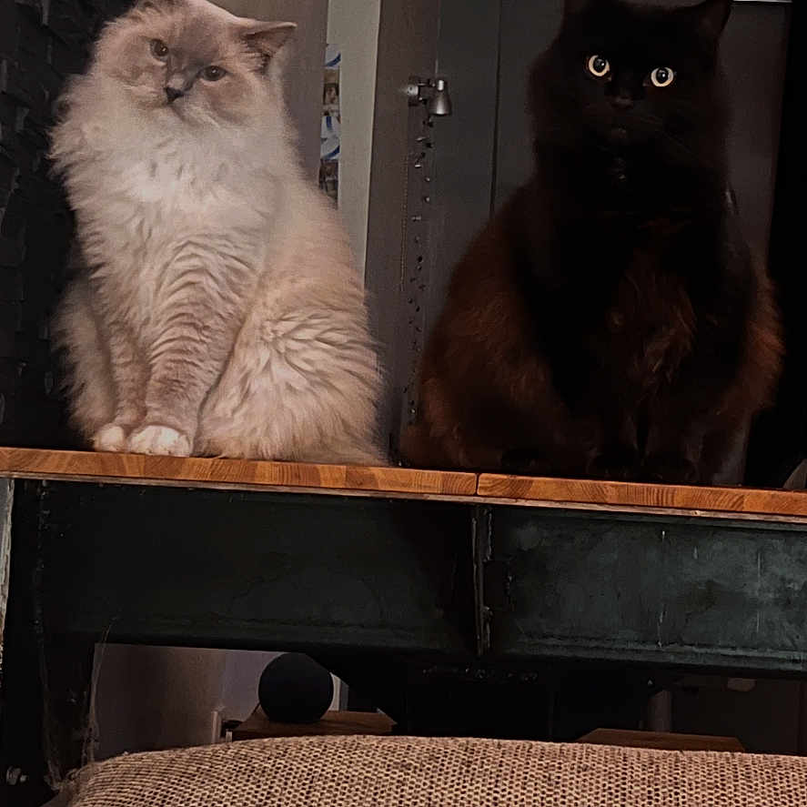Milka Et Wyatt a rejoint le concours — aidez-le/la à gagner de superbes lots ! animal, black_cat, cat, cats, couch, cozy, cream_cat, cute, domestic, eyes, fluffy_cat, furniture, furry, hallway, indoor, pet, pillow, sitting, wall, wooden_surface