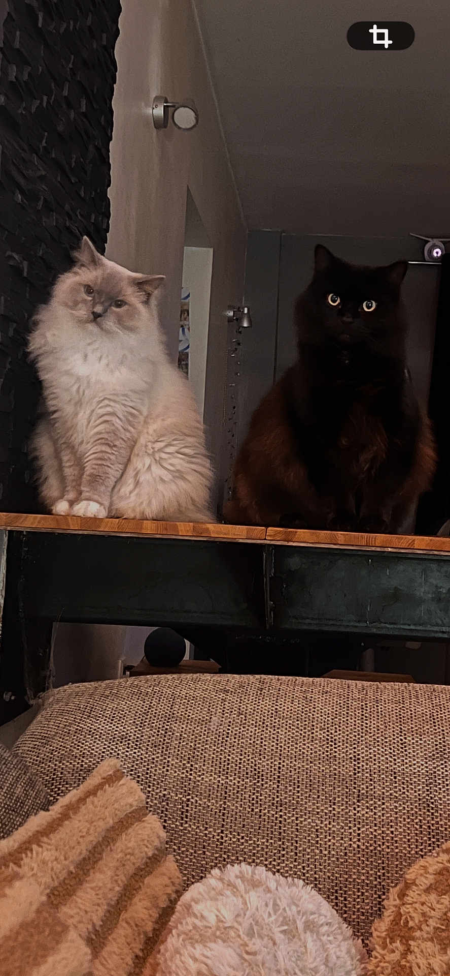 Milka Et Wyatt a rejoint le concours — aidez-le/la à gagner de superbes lots ! animal, black_cat, cat, cats, couch, cozy, cream_cat, cute, domestic, eyes, fluffy_cat, furniture, furry, hallway, indoor, pet, pillow, sitting, wall, wooden_surface
