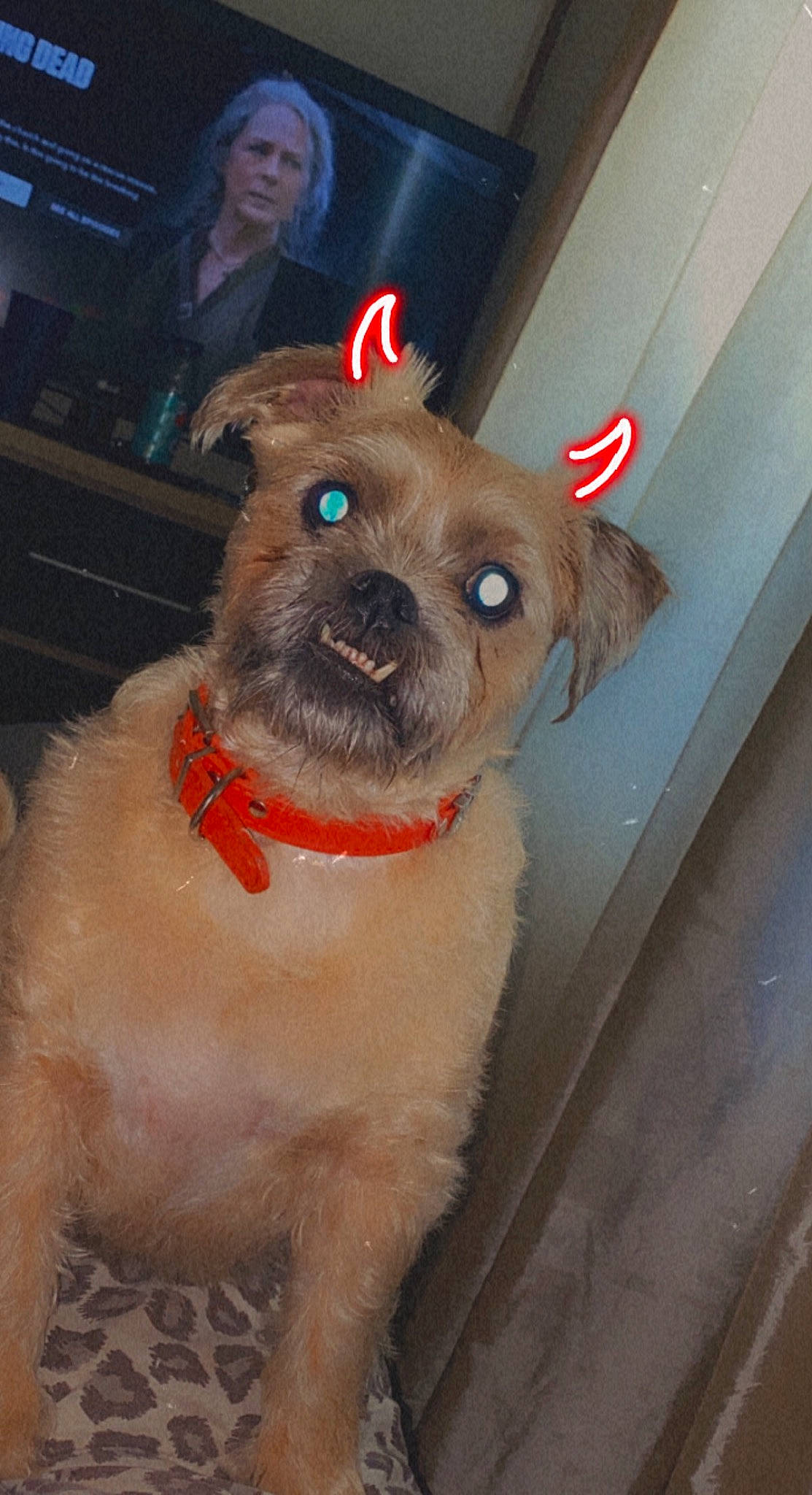 David is registered to the contest to win money with this photo: carnivore, collar, companion_dog, dog, dog_breed, dog_clothes, dog_collar, dog_supply, fashion_accessory, fawn, fur, leash, liver, pet_supply, snout, soft_drink, sunglasses, toy_dog, whiskers, working_animal