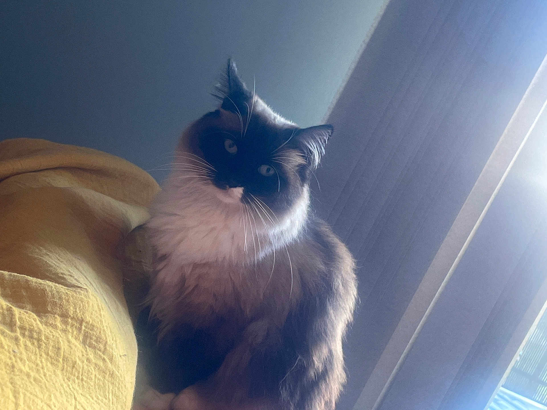Tennessee a rejoint le concours — aidez-le/la à gagner de superbes lots ! cat, fluffy, indoor, yellow_blanket, window, light, whiskers, pet, feline, curious, sitting, soft_light, domestic_animal, fur, face, eyebright, cozy, home, curtain, resting