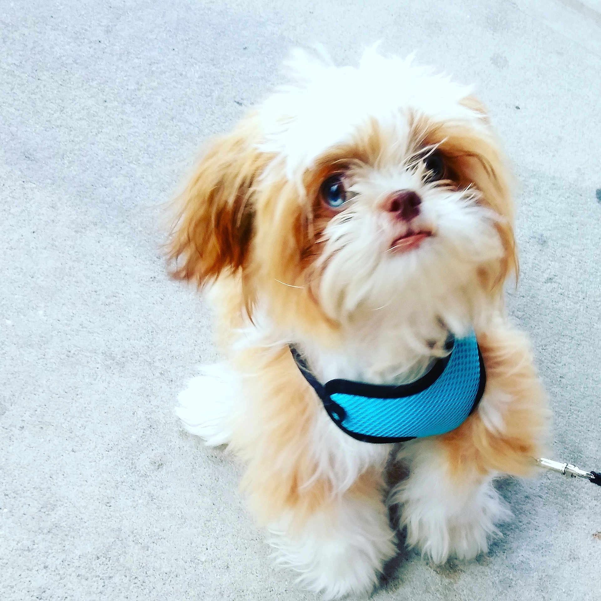 Milo is registered to the contest to win money with this photo: carnivoran, cavachon, chinese_imperial_dog, companion_dog, dog, dog_breed, dog_breed_group, dog_clothes, dog_like_mammal, fur, lhasa_apso, morkie, poodle_crossbreed, puppy, puppy_love, shih_tzu, snout, toy_dog