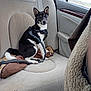 dog, car_interior, backseat, leash, harness, window, seat, beige, pet, animal, sitting, alert, fur, tail, door, plastic_bag, travel, resting, domestic_animal, vehicle