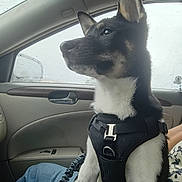 Leo joined the competition — help win amazing prizes! dog, pet, car_interior, rain, window, harness, leash, black_and_white, canine, seat, person, jeans, side_view, raindrops, calm, looking_out, daytime, transportation, travel, animal
