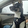 dog, pet, car_interior, rain, window, harness, leash, black_and_white, canine, seat, person, jeans, side_view, raindrops, calm, looking_out, daytime, transportation, travel, animal