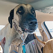 Diesel joined the competition — help win amazing prizes! dog, car, leash, collar, seat_cover, interior, window, pet, animal, furry, canine, travel, road_trip, brown, tan, close_up, indoor, vehicle, seatbelt, tail