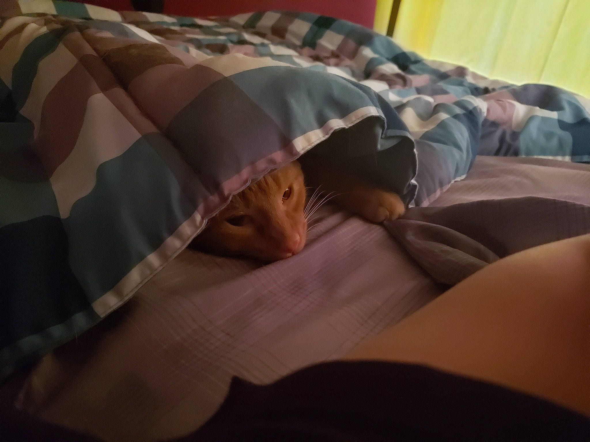 Buster is registered to the contest to win money with this photo: bed, bed_sheet, bedding, bedtime, comfort, flesh, leg, linens, muscle, nap, room, sleep, textile