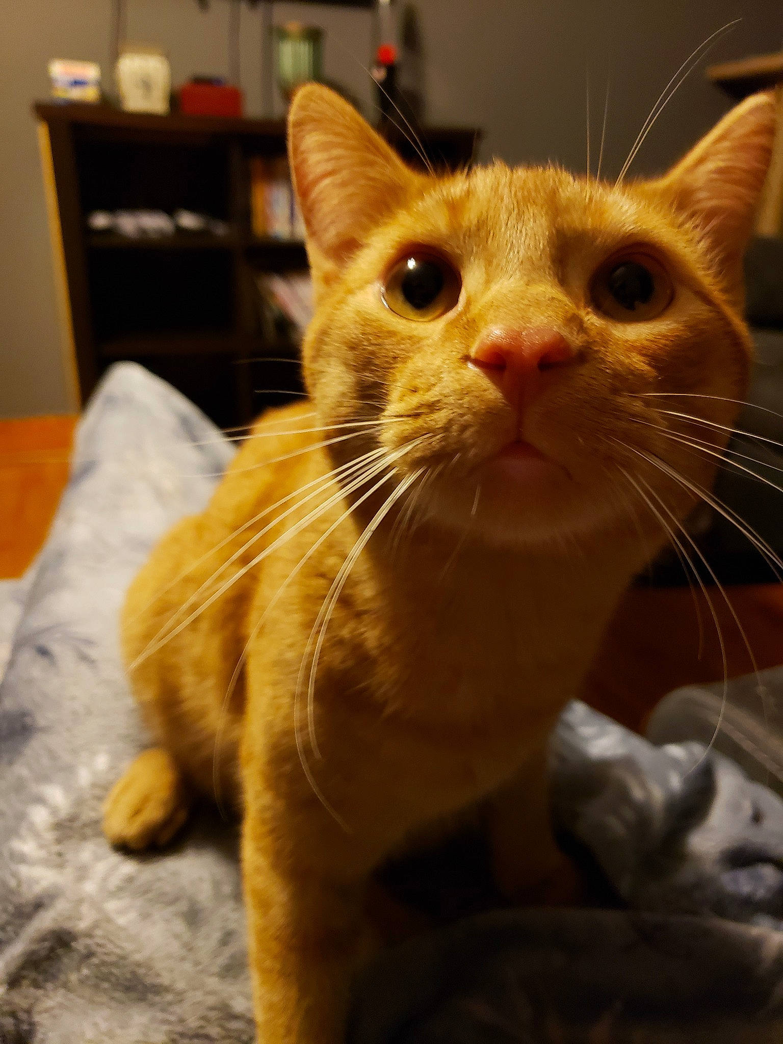 Buster joined the competition — help win amazing prizes! arabian_mau, asian, burmese, carnivore, cat, domestic_short_haired_cat, ear, european_shorthair, fawn, felidae, german_rex, kitten, mammal, nose, small_to_medium_sized_cats, snout, tabby_cat, vertebrate, whiskers