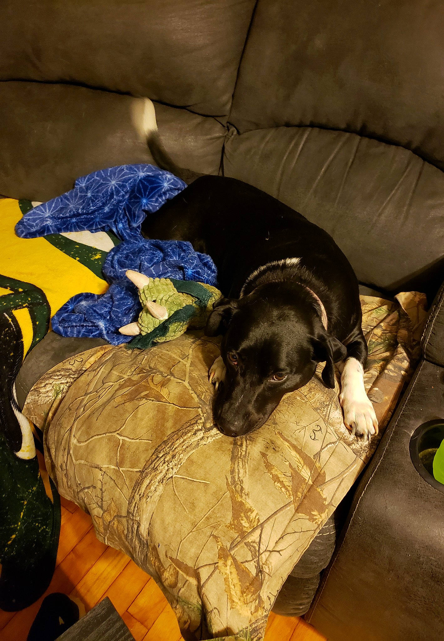 Pepe is registered to the contest to win money with this photo: canidae, carnivore, dog, dog_breed, pointer, sporting_group