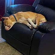 Stank Billups joined the competition — help win amazing prizes! dog, sleeping, leather_chair, indoor, brown_dog, recliner, resting, pet, floor_tiles, window, curtain, comfort, relaxation, canine, collar, furniture, domestic, home, quiet, nap