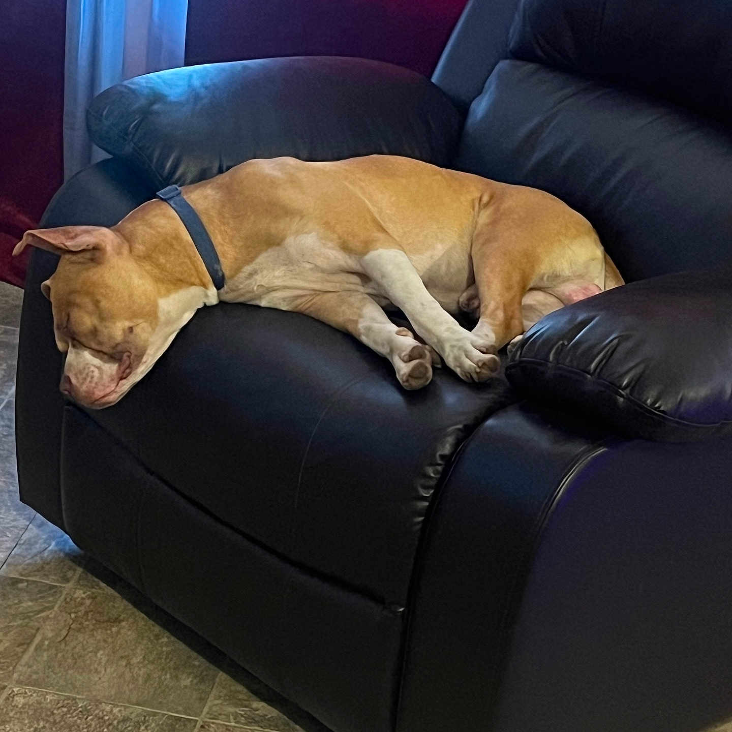Stank Billups joined the competition — help win amazing prizes! brown_dog, canine, collar, comfort, curtain, dog, domestic, floor_tiles, furniture, home, indoor, leather_chair, nap, pet, quiet, recliner, relaxation, resting, sleeping, window
