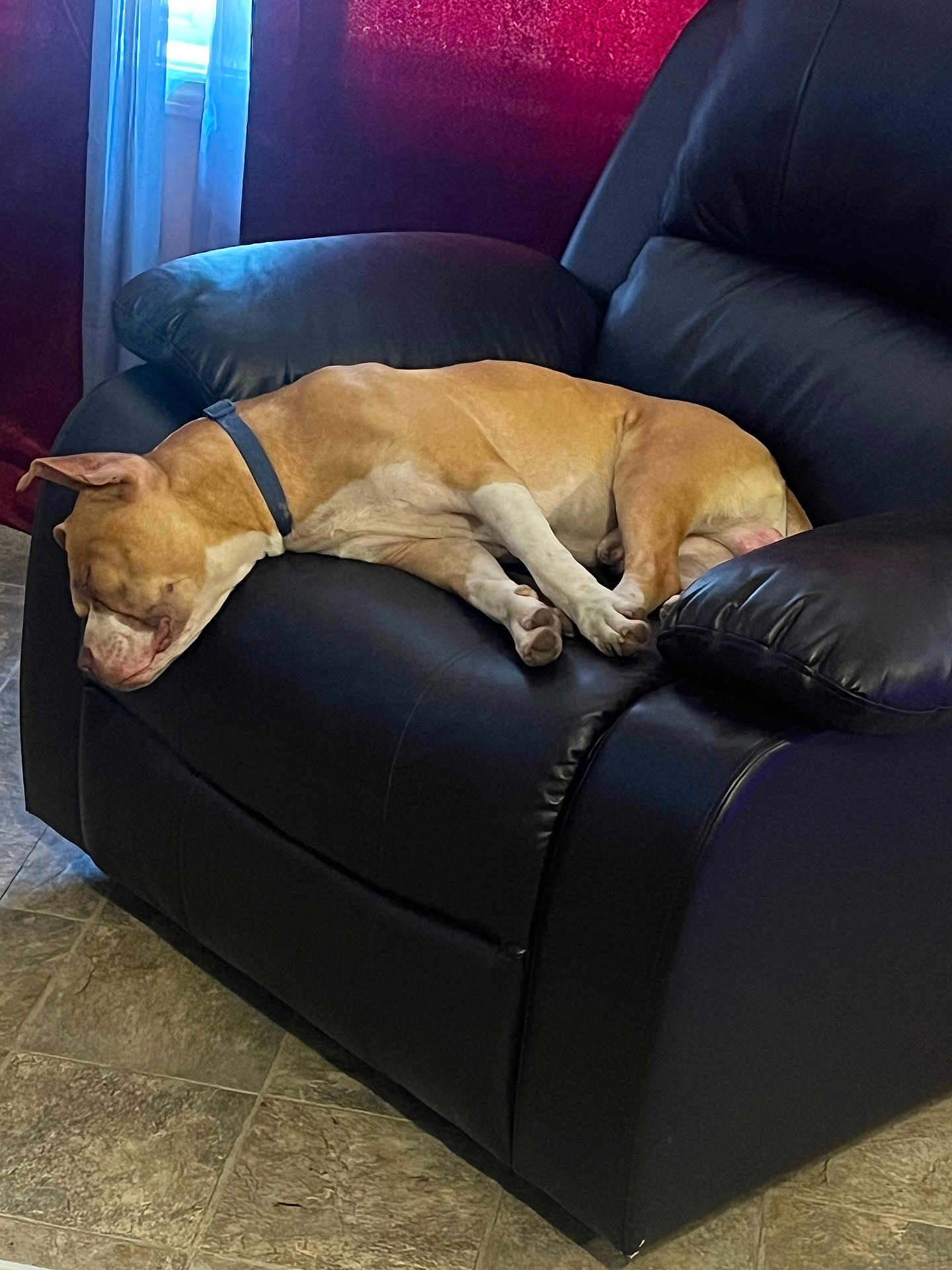 Stank Billups joined the competition — help win amazing prizes! dog, sleeping, leather_chair, indoor, brown_dog, recliner, resting, pet, floor_tiles, window, curtain, comfort, relaxation, canine, collar, furniture, domestic, home, quiet, nap