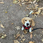 Bud participe au concours pour gagner de l'argent avec cette photo : animal, autumn, beagle, black_nose, brown_and_white, dirt, dog, floppy_ears, ground, harness, leash, leaves, nature, outdoors, park, pet, portrait, puppy, sitting, tail