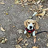 animal, autumn, beagle, black_nose, brown_and_white, dirt, dog, floppy_ears, ground, harness, leash, leaves, nature, outdoors, park, pet, portrait, puppy, sitting, tail