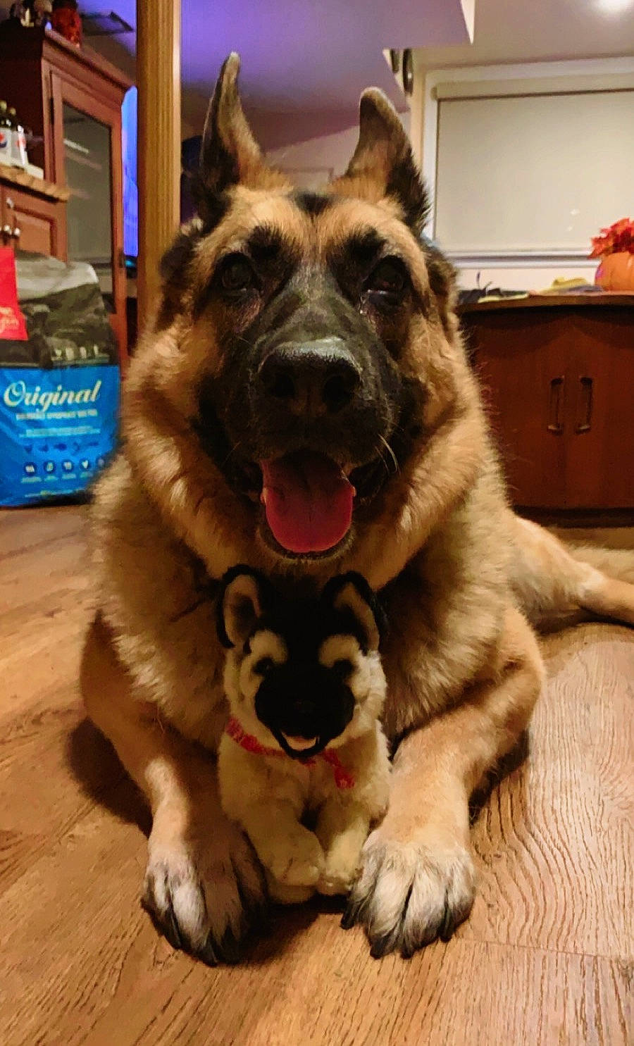 Kira joined the competition — help win amazing prizes! canidae, carnivore, collar, companion_dog, dog, dog_breed, door, eye, fawn, fur, german_shepherd_dog, herding_dog, jaw, king_shepherd, old_german_shepherd_dog, plant, snout, sporting_group, working_animal, working_dog