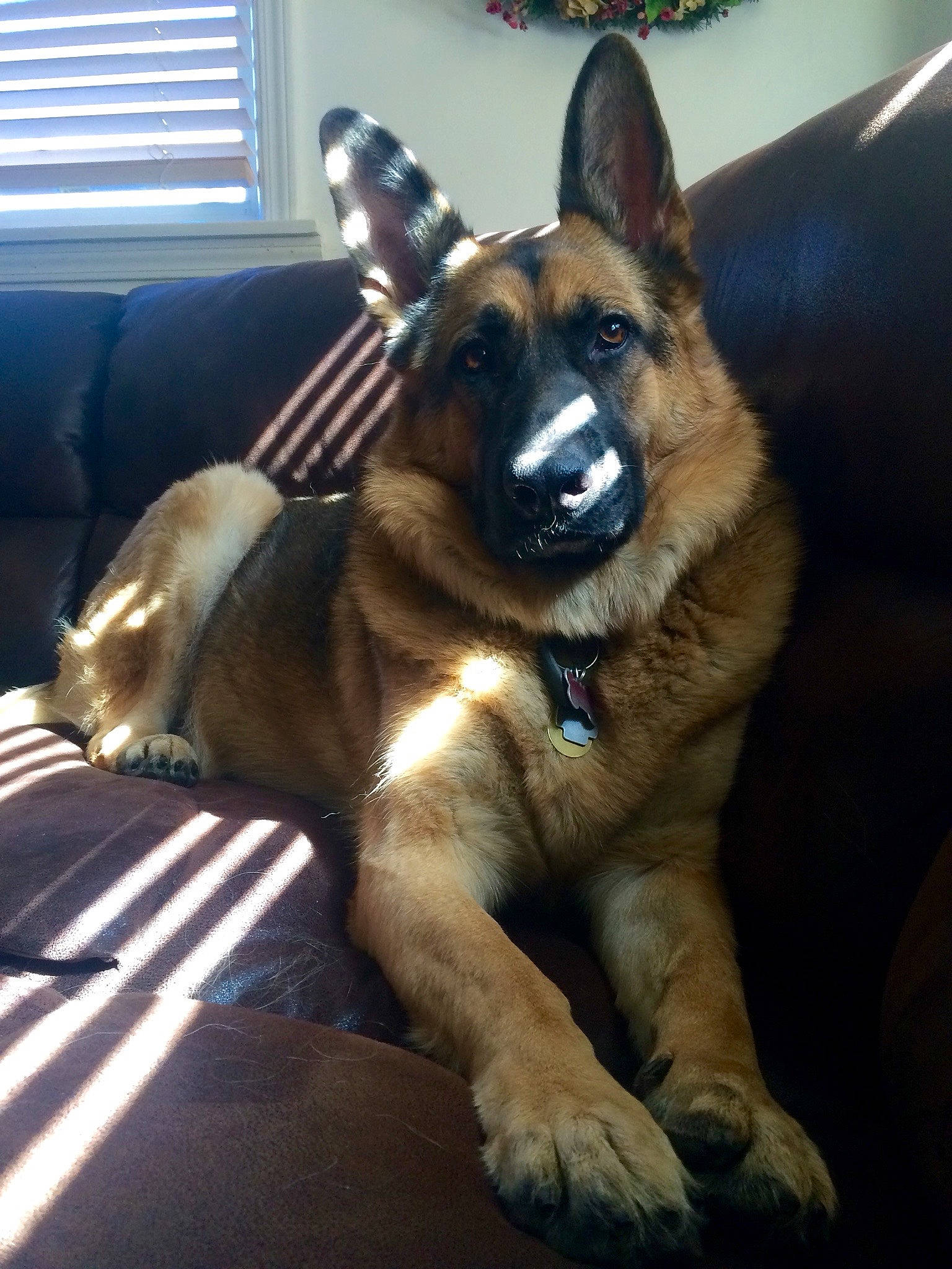 Kira is registered to the contest to win money with this photo: canidae, carnivore, collar, comfort, companion_dog, dog, dog_breed, door, ear, fawn, fur, german_shepherd_dog, herding_dog, king_shepherd, old_german_shepherd_dog, snout, sporting_group, whiskers, window, window_blind